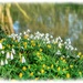 Snowdrops And Aconites By The Lake by carolmw