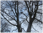 13th Feb 2020 - Pigeons in the Beech tree.