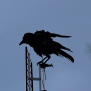14th Feb 2020 - Silhouette Of A Very Cross Crow ~