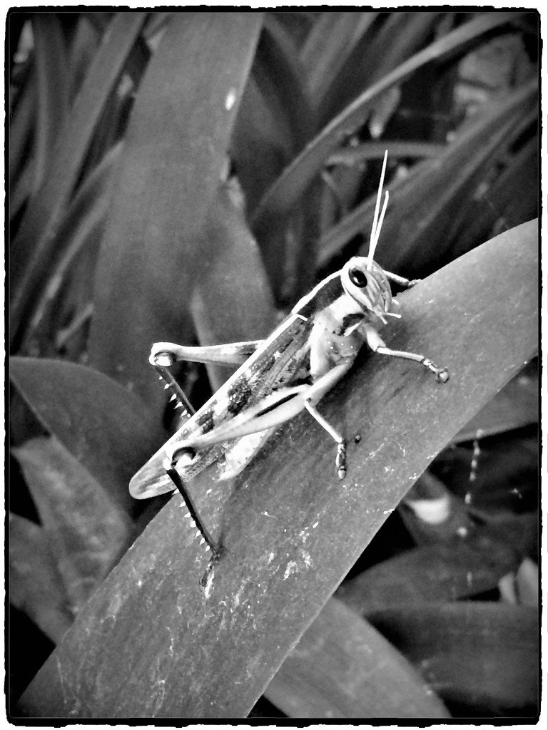 Grasshopper encounter by lmsa