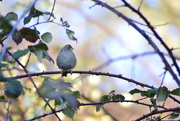2nd Feb 2020 - Golden-Crowned Sparrow