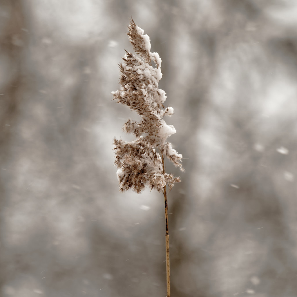 winter reed by rminer