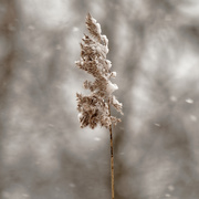13th Feb 2020 - winter reed