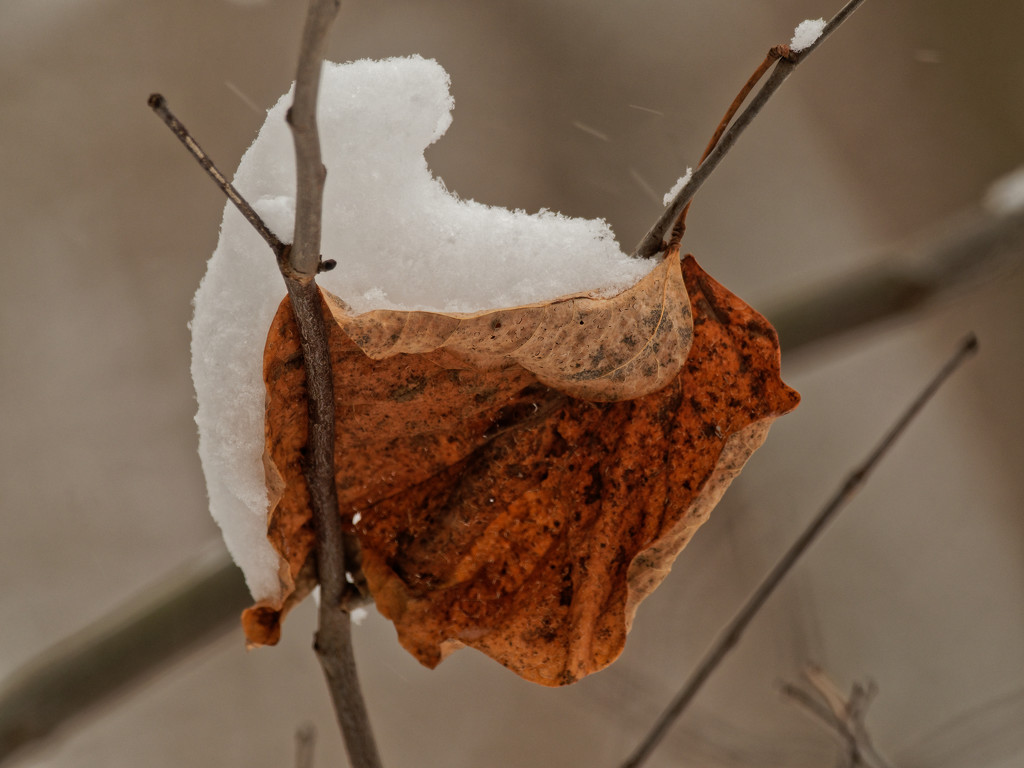 leaf with snow by rminer
