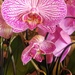 Orchid and Buds by harbie