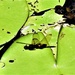 Shadow On A Lily Pad ~           by happysnaps