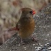 Female Cardinal by tunia