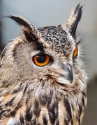 18th Jan 2020 - Eurasian Eagle Owl