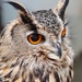 Eurasian Eagle Owl by rosie00