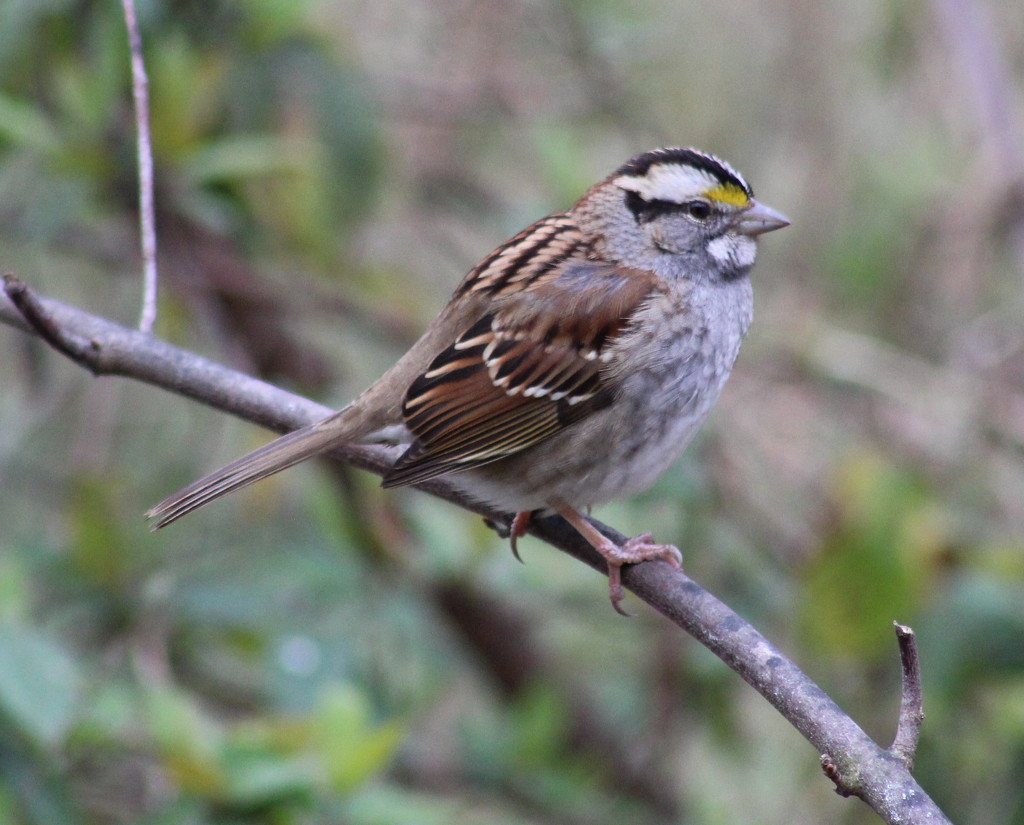 White-Throated Sparrow by cjwhite