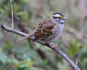 13th Feb 2020 - White-Throated Sparrow