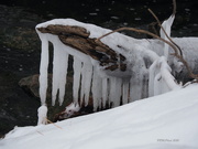 13th Feb 2020 - Ice Sculptures 2