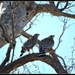 2 Hawks Are Better Than One by soylentgreenpics