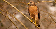 13th Feb 2020 - One More Red Shouldered Hawk!