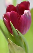 14th Feb 2020 - Another tulip
