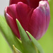 Another tulip by homeschoolmom