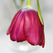 Tulip Bokeh by homeschoolmom