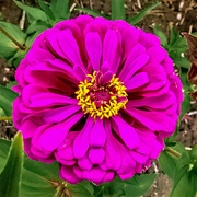 14th Feb 2020 - Another Zinnia