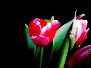 13th Feb 2020 - Red Tulip