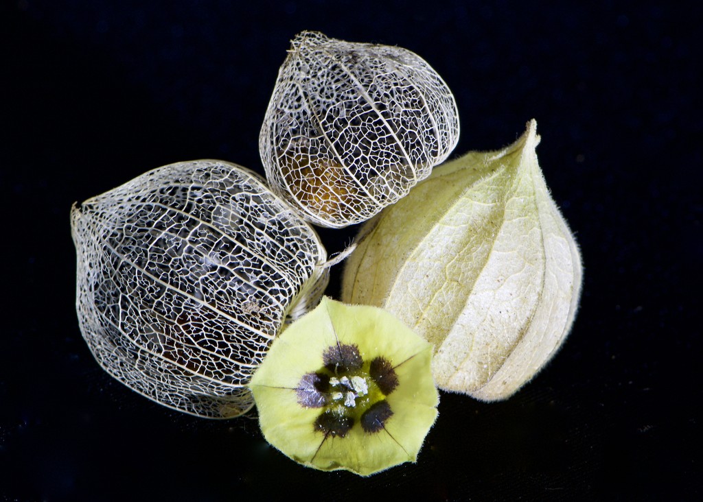 The Stages Of A Cape GooseberryDSC_0397 by merrelyn
