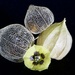 The Stages Of A Cape GooseberryDSC_0397 by merrelyn