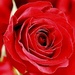 Roses are Red by carole_sandford