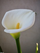14th Feb 2020 - Calla lily