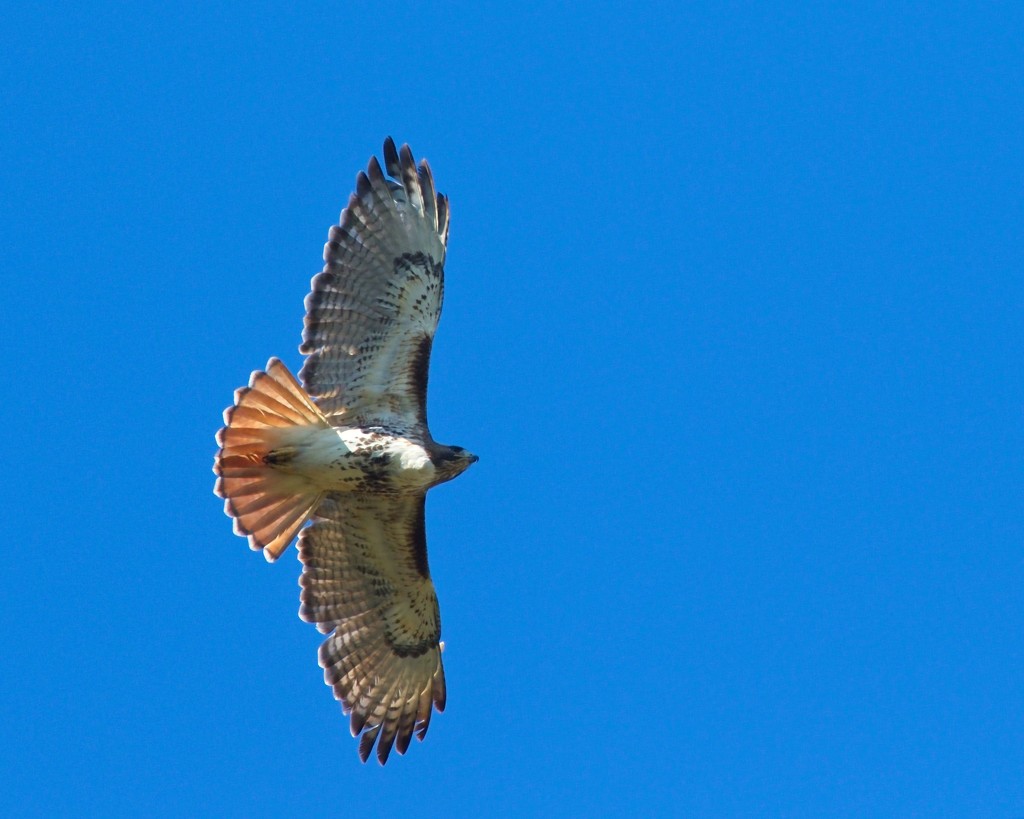 LHG_0424-Redtail flying overhead by rontu