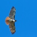 LHG_0424-Redtail flying overhead by rontu