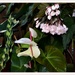 Anthurium.. white andreanum. ~ by happysnaps