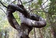 15th Feb 2020 - Twisted young tree