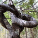 Twisted young tree by sandradavies