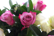 14th Feb 2020 - Valentine Roses