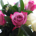 Valentine Roses by judyc57