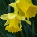 Daffodils by snowy