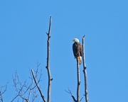 11th Feb 2020 - LHG_0329- Eagle atop the tree