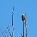 LHG_0329- Eagle atop the tree by rontu