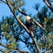 LHG_0343- Eagle in the tree by rontu