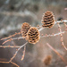 Larix Cones by mgmurray