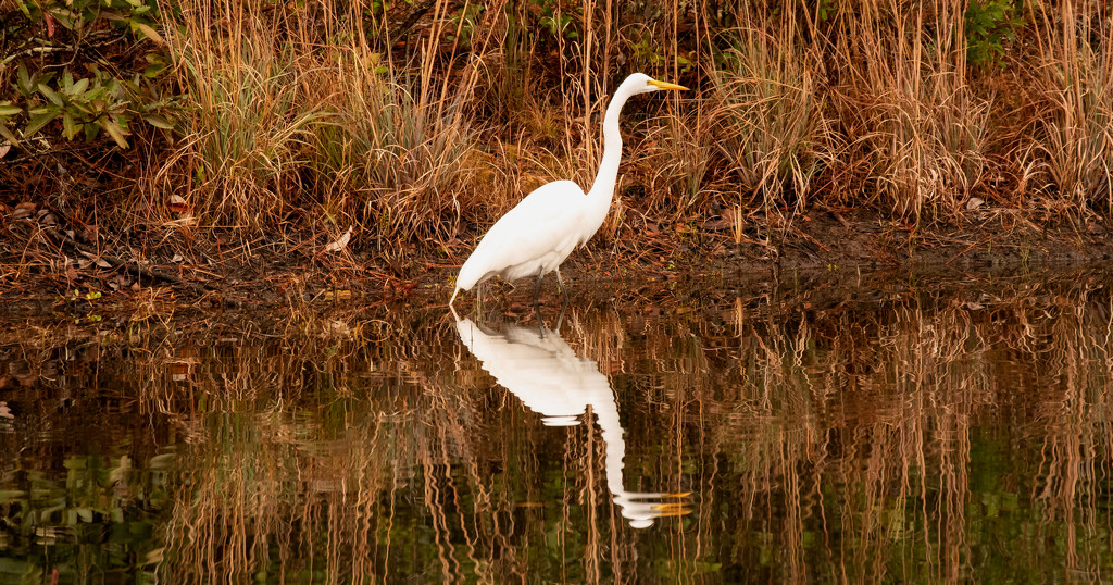 Egret Searching for Lunch! by rickster549