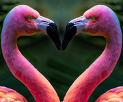 14th Feb 2020 - Flamingo Friday '20 06