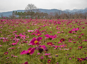 11th Feb 2020 - Paddock of Pink and Red flowers