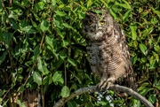 15th Feb 2020 - Spotted Eagle Owl