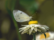 14th Feb 2020 - Cabbage White Butterfly