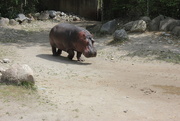 15th Feb 2020 - Happy Hippo Day!