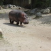 Happy Hippo Day! by spanishliz