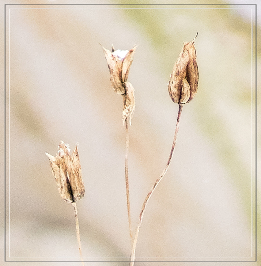 Winter Weeds by gardencat