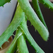 Succulent by larrysphotos