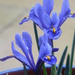 Dwarf Irises by snowy