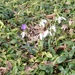 welcome intruders . snowdrops,  And her's a poem you may know